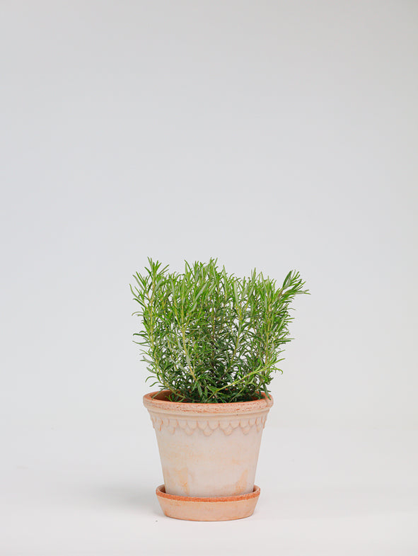 Rosemary in Bergs pot.